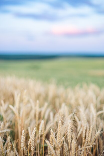 Orejas De Campo De Trigo Trigo De Oro. Concepto de rica cosecha.