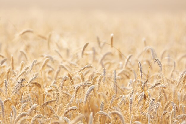 Foto orejas de centeno madurando en un campo campo de centeno en un día de verano.