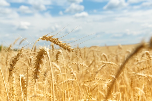 Orejas de centeno maduras infectadas en un campo agrícola