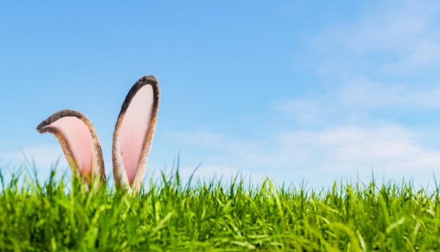 Orejas de conejo en el césped de hierba en el parque el día de la primavera