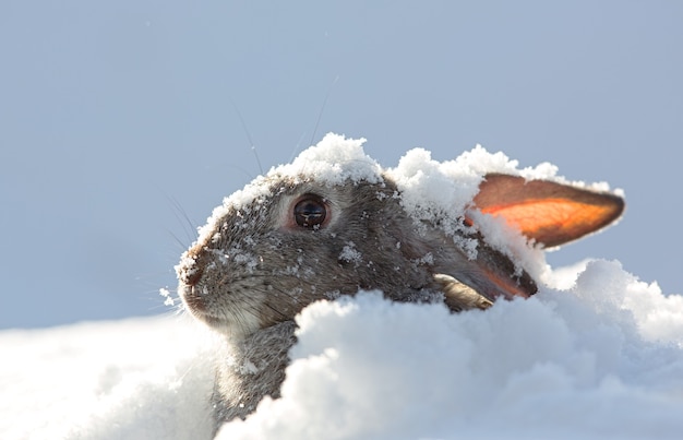 orejas de conejo gris en la nieve