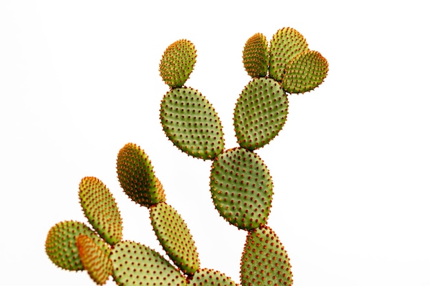 Foto orejas de conejo naranja cactus aislado sobre fondo blanco.