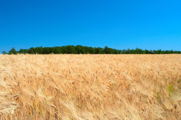 Orejas doradas en el campo de trigo con cielo azul nublado en el fondo