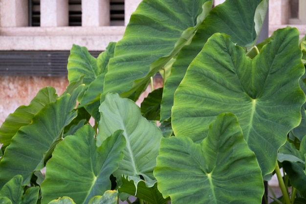 Orejas de Elefante Taro Colocasia esculenta