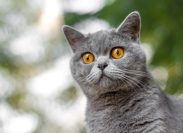 Orejas de gato británico color gris recto Retrato de un hermoso gato