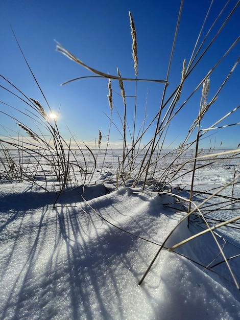 Las orejas de hierba seca en un viento en un campo cubierto de nieve en un clima claro, soleado y helado, largas sombras de tallos en la nieve, un lugar desierto, espacio ilimitado, el cielo azul claro. imagen de alta calidad
