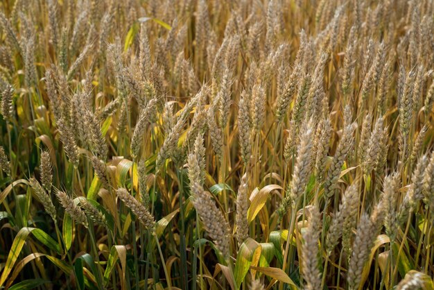 Foto orejas maduras de trigo vista de arriba de los cereales