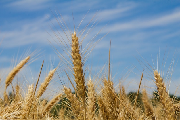 Orejas de pan maduras en el campo listas para la cosecha