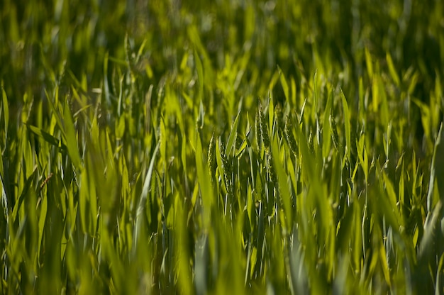 Orejas y plantas de cebada en un campo de cultivo en una granja. Textura de cebada en un campo. Cultivo de cebada