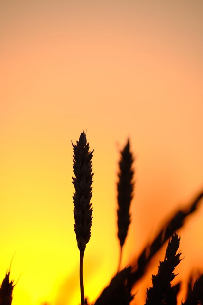 Orejas de trigo maduro en puesta de sol de colores claros