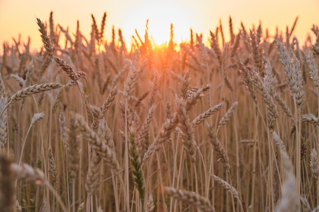 Orejas de trigo maduro en puesta de sol de colores claros