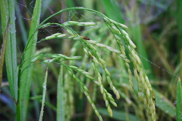 Foto las orejas verdes y amarillas de los granos de arroz antes de la cosecha en los campos de arroz de bangladesh