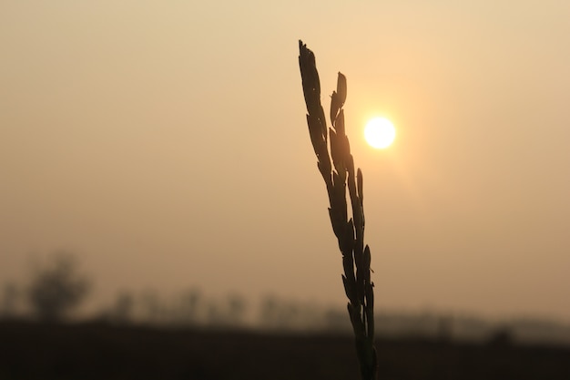 Orelha de arroz e luz solar