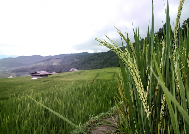 Foto orelha de arroz no arrozal com agricultura montanha e cottage vista