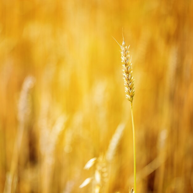 Orelha de trigo dourado close-up no amarelo turva