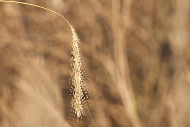 orelha madura de centeio no campo