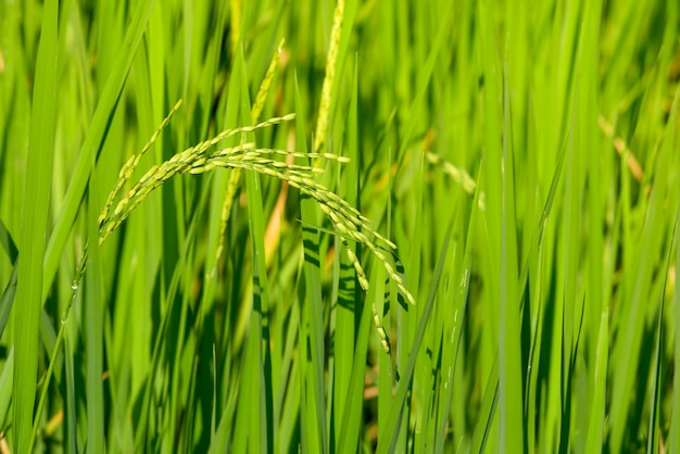 Orelha verde de arroz no campo de arroz paddy