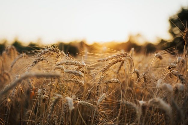 Orelhas de amadurecimento do campo de trigo amarelo no pôr do sol