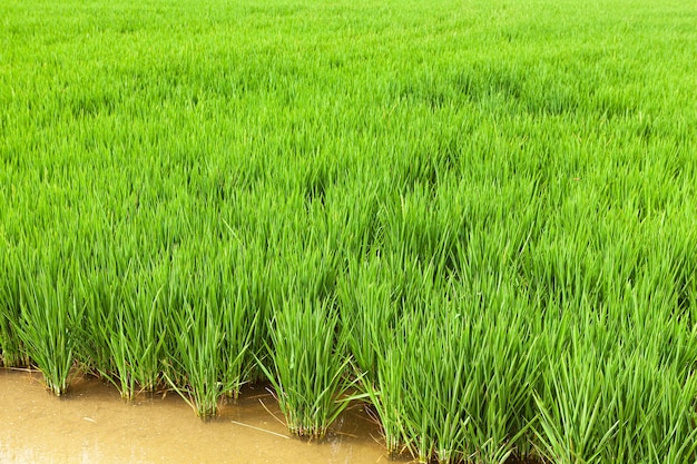 Orelhas de arroz no campo para colher