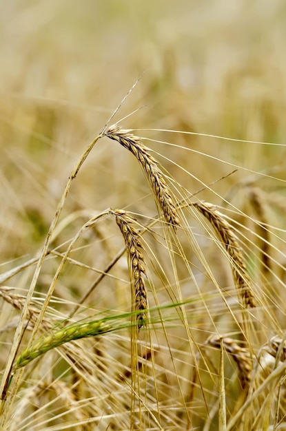 Orelhas de centeio no fundo do campo