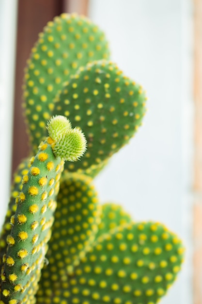 Orelhas de coelho Opuntia, cacto, cactophoto opuntia microdasys amarelo. Família de cactos de haste plana