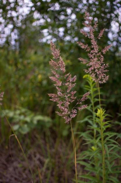 Foto orelhas de flores de ervas daninhas gramado natural no sol brilhante fundo de verão natural com grama verde