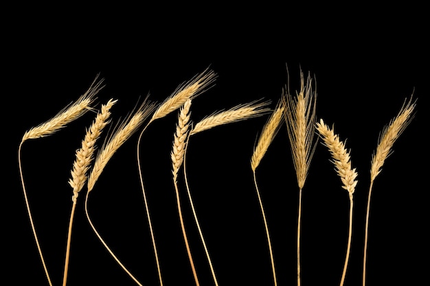 Orelhas de grãos de trigo isoladas em fundo preto