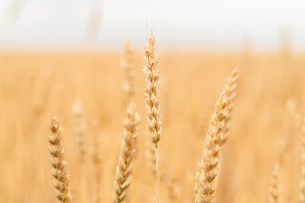 Foto orelhas de trigo closeup no campo