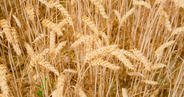 Orelhas de trigo em close-up Vista de um campo de grãos maduros dourados Fazenda de colheita Natureza no verão no pôr-do-sol do dia ensolarado O vento agita os caules