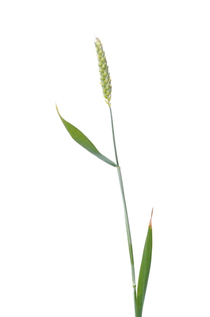 Orelhas de trigo em flor em um fundo branco