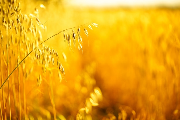 Orelhas douradas de aveia no verão no campo.