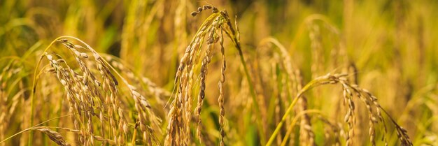 Orelhas maduras de arroz em um campo no fundo da luz do sol. BANNER, formato longo