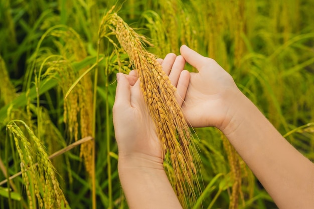 Orelhas maduras de arroz na mão de uma mulher. Produtos do conceito de arroz. Flocos de arroz, farinha, bebida, vodka de saquê de arroz