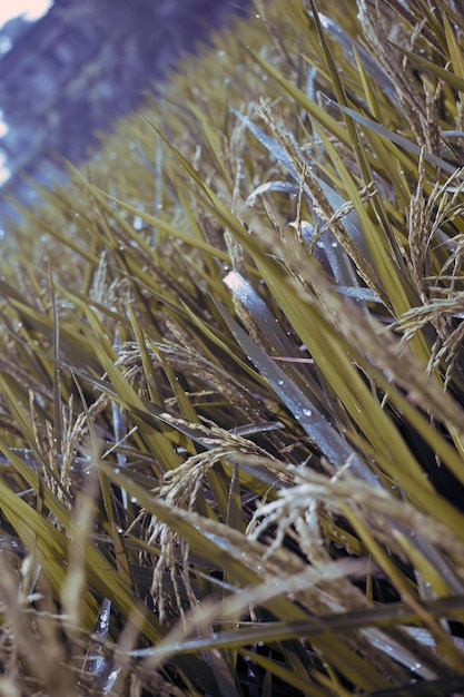 Foto orelhas maduras de arroz os caules de arroz verde do campo de arroz com gotas de orvalho