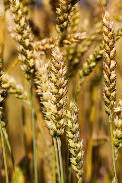 Orelhas maduras de cereais