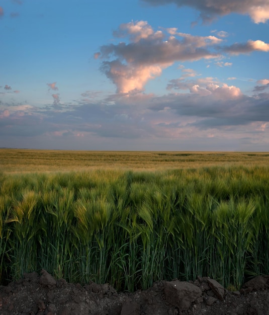 Orelhas verdes de centeio no campo fecham e céu noturno com nuvens