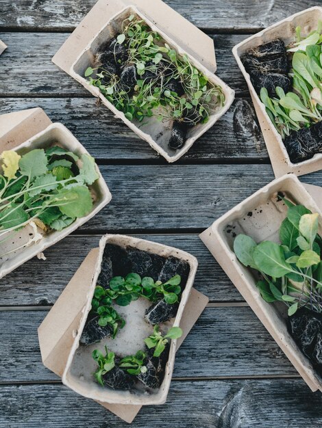 Foto organicamente cultivar seus próprios plugs de vegetais em banheiras biodegradáveis em uma mesa