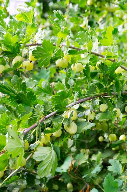 Organische Beeren von Stachelbeeren auf dem Busch im Garten an einem Sommertag