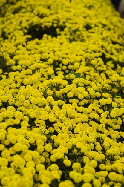 Organische Chrysanthemenblüte im Landkreis Tongluo Miaoli in Taiwan. Gänseblümchen des gelben Blumenhändlers