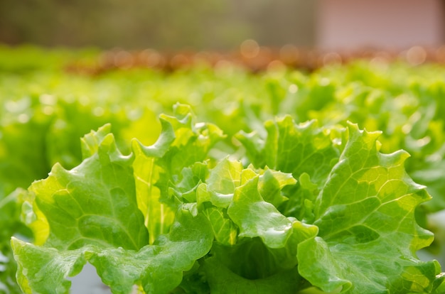 Foto organische hydroponische gemüsefarm