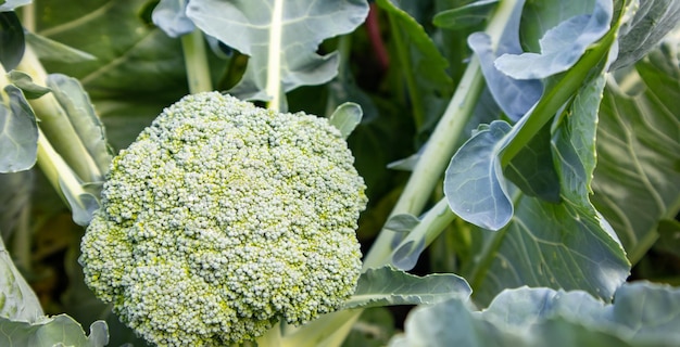 Organische junge Brokkoli-Pflanze, die im Garten wächst Frischer Kohl mit Blättern Nahaufnahme und Draufsicht