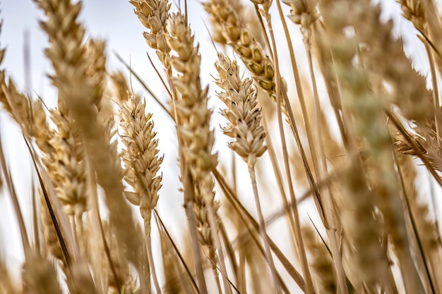 Organische reife Gerstenspitzen auf dem Feld