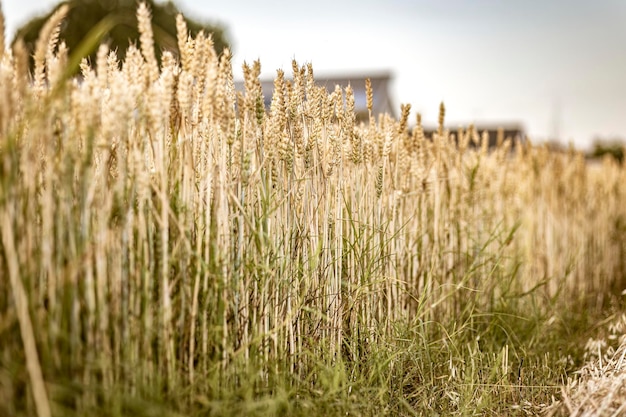 Organische reife Gerstenspitzen auf dem Feld