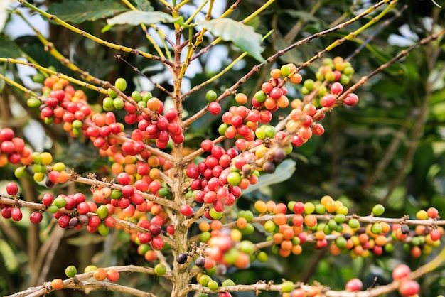 Organische rote Kaffeekirschen rohe Kaffeebohne auf Kaffeebaumplantage