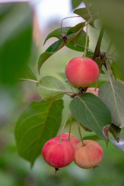 Organische rote Paradiesäpfel auf einem grünen Zweig in einem ländlichen Garten an einem Sommertag. Gesundes Essen