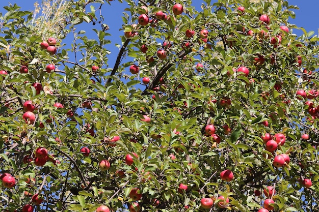 Organische rote Äpfel im Obstgarten