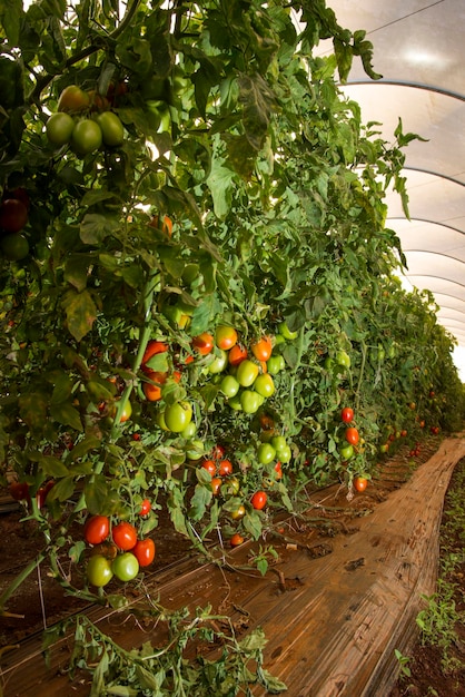 Organische Tomatenplantage im Gewächshaus.