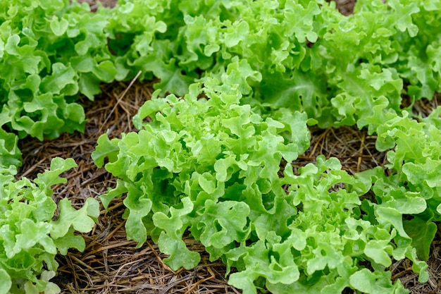 Organischer grüner Eichensalat in der Plantage