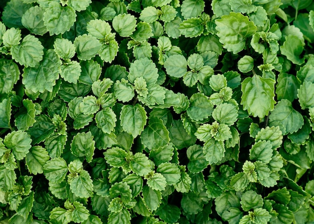 Organischer Hintergrund des grünen Blattes, Natur und botanische Beschaffenheit, Kopienraum, Draufsicht