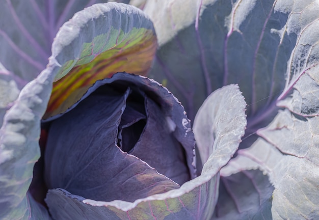 Organischer Rotkohl im Sonnenlicht